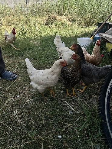 куры петухи: Продаю | Куры | Домашняя | Для разведения — 4