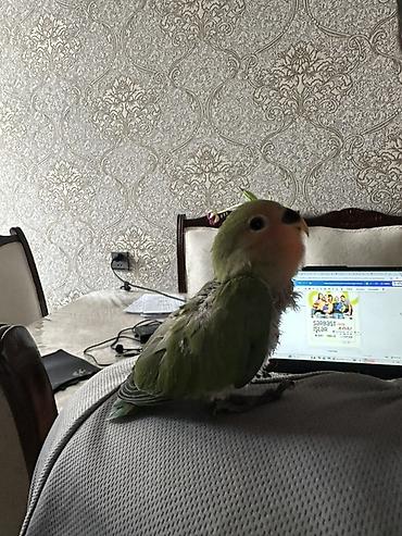 bulbul quşu satışı: Sevimli əlçimlik papuqay – sevgiquşu (lovebird) balası Əldə durur — 3