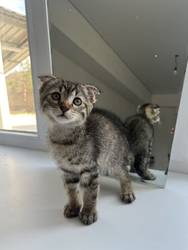 британские кошки: Вислоухий котёнок окраса табби. Мальчик 2 месяца.Приучен к лотку.Очень