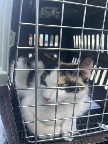 домик для котят: 1 год, Девочка, Приучена к лотку