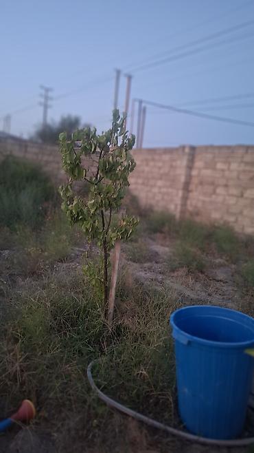 ev və bağ: Türkan qəs. 3 otaqlı, 80 kv. m, Təmirsiz — 8