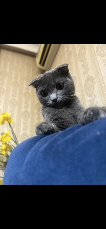 Pişiklər: Şotland — 8