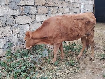 pomeranian satilik: 6 aylıq dişi dana satılır bordağa bağlamaqa yarıyır heç bir problemi — 6