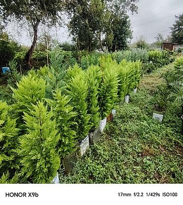 xolikan bitkisi: Thuja (Qızıl şam, leylandi tipli dekorativ iynəyarpaq) fidanları - — 9