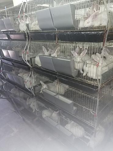ptice u kavezu: Prodaja pocinkovanih kaveza za koke, pilice i zeceve u kompletu sa — 4