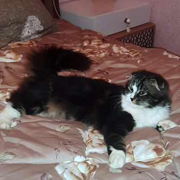 британский кот: Shotlandskiy Skottish fold paroda erkek pisik 1 il 9 ayliqdi