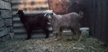 qoyun keci: Erkək, il: 3, 17 kq, Damazlıq, Ödənişli çatdırılma