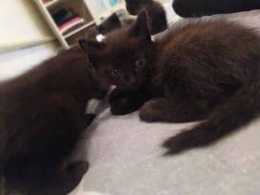 аренда животных: Отдам даром хорошие руки все котята черные 1,5 месяца 
г.Бишкек