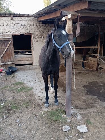 продажа кукурузы в початках: Сатам | Жылкы (эркек), Байтал | Кара Жорго | Союуга, Көбөйтүү үчүн