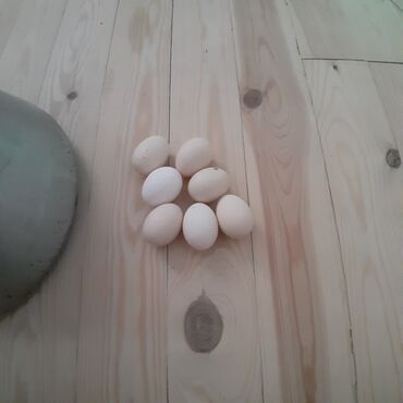 ayam cemani yumurtasi: Yaponka yumurtasi