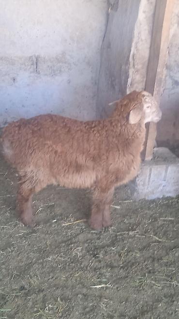 Бараны, овцы: Продаю | Овца (самка) | Для разведения | Ярка — 9