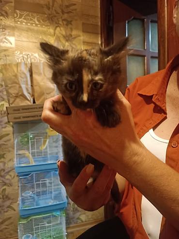 отдам котенка даром: Котёнок черепахового окраса - Окрас: черепаховый, с выразительной — 3