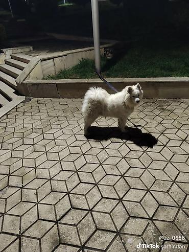 itlerin davasi: Samoyed, 4 il, Dişi — 4