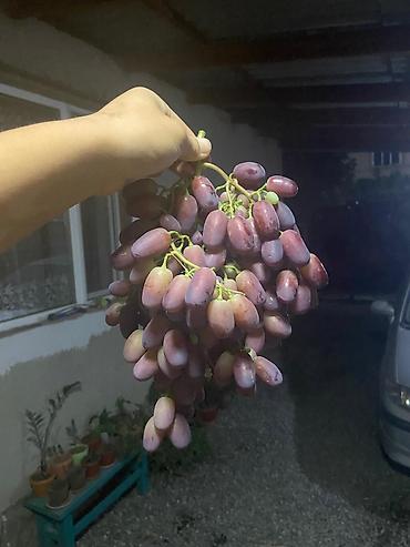Виноград: Продаю Саженцы Винограда, есть разные сорта: Юлиан, Ризомат, кишмиш — 4