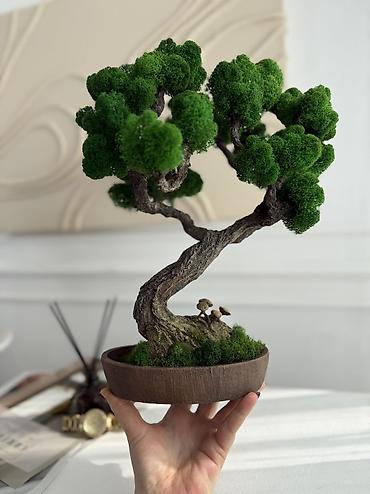 Декоративные цветы: Деревья-бонсай из натурального стабилизированного мха🌳 -это — 92