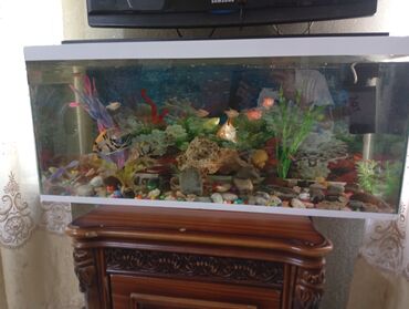 Akvariumlar: 115l 90*40*32 akvarium icinde 13 baliğ hava matoru, isitici dekor