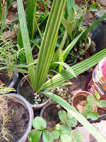 Ağaclar: Xurma ağacları hazır dipcəklərdə 10 manatdan 150 manata kimi ağaclar — 4