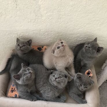 Pişiklər: Şotland, Erkək, Dişi, Yaxşı əllərə, Ünvandan götürmə, Pulsuz çatdırılma, Ödənişli çatdırılma — 13