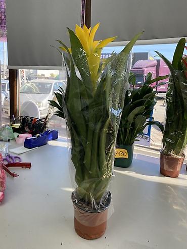 Гузмания (Guzmania) с ярким жёлтым прицветником в пластиковом горшке