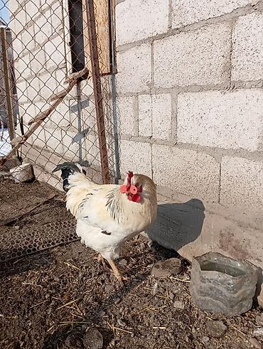 Куры, петухи: Продаю | Петух | Для разведения — 2