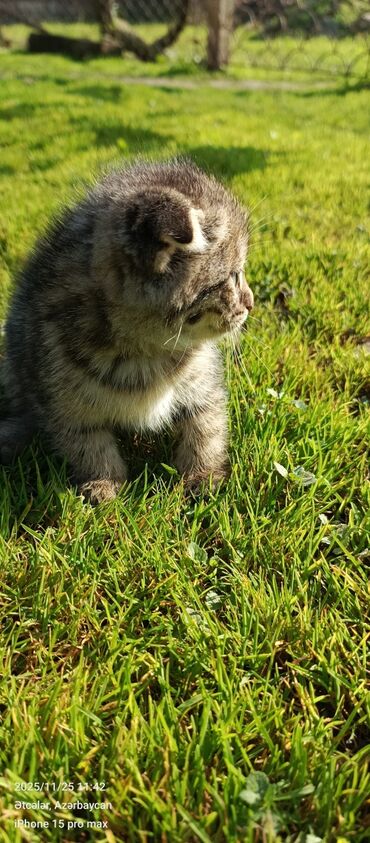 Pişiklər: Şotland yastı qulaq — 16