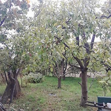 Продажа дач: Дачный участок с садовым домиком и плодовыми деревьями - Участок — 10