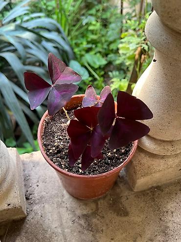 Otaq bitkiləri: Her cure guler var veregliyin baxin ancag xanimlara satiş olur Gencedi — 30