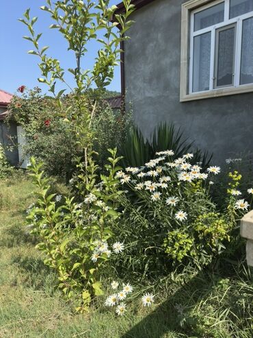 Günlük kirayə evlər: 100 kv. m, 3 otaqlı, Artezian quyusu, Kanalizasiya, Kombi — 9