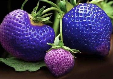 Semena i sadnice: Seme jagode više vrsta
Cena:650din/200 semenki — 2