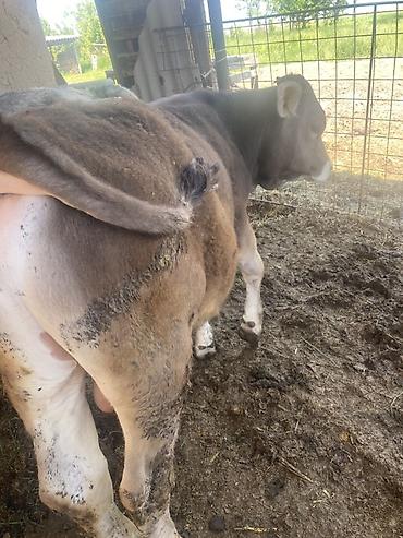 Коровы, быки: Продаю | Бык (самец) | Привязанные — 4