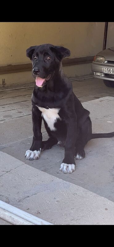 i̇tlər pitbul: Kanqal, 3 ay, Erkek, Peyvəndli, Ünvandan götürmə