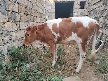 satdiq itler: 8 aylıq dişi dana satılır bordağa bağlamaqa yarıyır heç bir problemi — 5