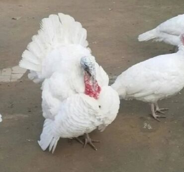 Toyuqlar: Toyuq, Damazlıq, Ödənişli çatdırılma — 25