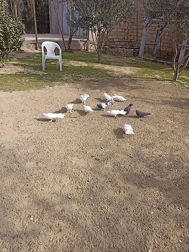 göyercin: Salam 9 dənə enli quyruq 2 dənə təmiz ıran 11 quş 150 manat ünvan — 5
