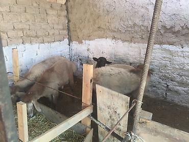 goat: Продаю | Ягненок | Для разведения — 4