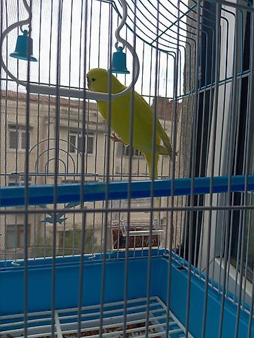 Sarı dalğalı papuqay və qəfəs dəsti Məhsul təsviri: - Parlaq sarı
