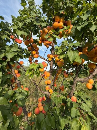 стол стулья комплект: Өрүктөр Дүңүнөн