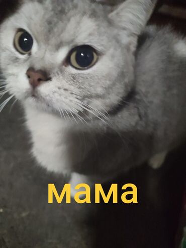 Продажа кошек: Британская короткошёрстная, 1 месяц, Девочка, Голубой