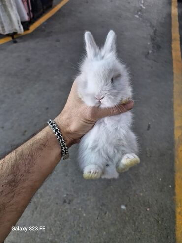 Dovşanlar: Ağ, tüklü karlik dovşan - Cinsi: karlik dovşan/ ev dovşanı - Rəng — 4