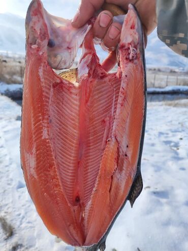 балык рыба: Продается радужный форель Чон Кемин 1+ до 1,5кг мясо красная около