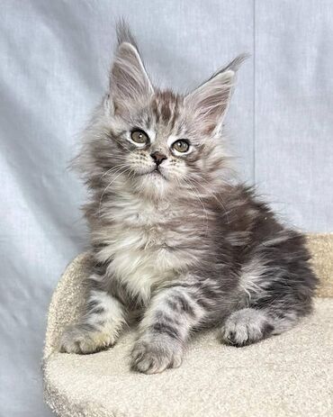 Άλλα: Cute mainecoon kittens available. 11 weeks now. Purebred, healthy and