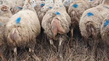 Qoyunlar, qoçlar: Otlaqda otlayan bir sürü qoyun. Qoyunların əksəriyyəti açıq rəngli — 6