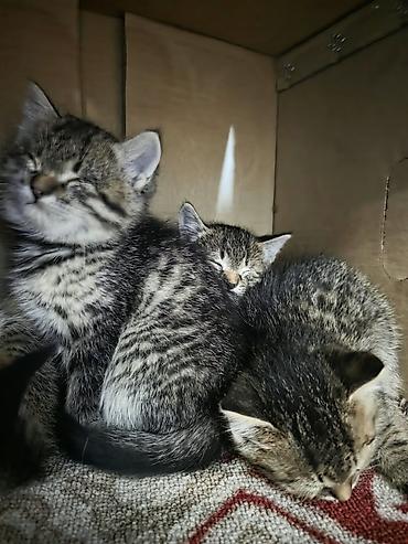 дойки ком: Кошка даром: Беспородная, 1 месяц, Девочка — 1