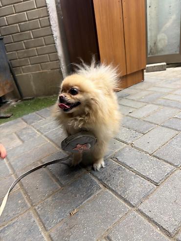 Xaltalar, qayışlar və tasmalar: 🐶 Satılır – Çox Şirin Dişi Pomeranian (Spitz) 🐶 2 yaşlı, dişi, çox — 14