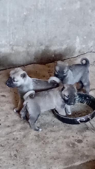 dog argentina: Kanqal, 1 ay, Erkək, Peyvəndli, Ödənişli çatdırılma — 1