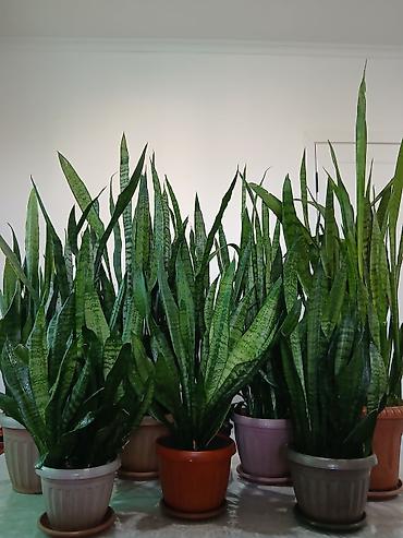Драцены и Сансевиерии: Большой выбор Сансиеверии at lalafo.kg — 8 Драцены и Сансевиерии: Большой выбор Сансиеверии — 8