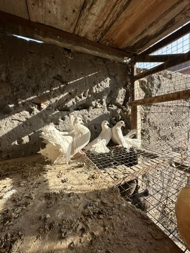 Птицы: Продаю голубей!!!! На фото представлены голуби разных пород. Цены на — 24