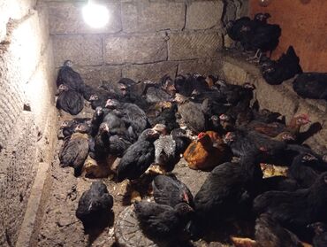 Cücələr: Toyuq cücələri, Damazlıq, Ünvandan götürmə