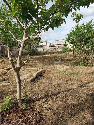 Torpaq sahələrinin satışı: Kənd təsərrüfatı — 8