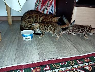 Кошки: Бенгальская, 4 месяца, Девочка, Приучена к лотку — 3